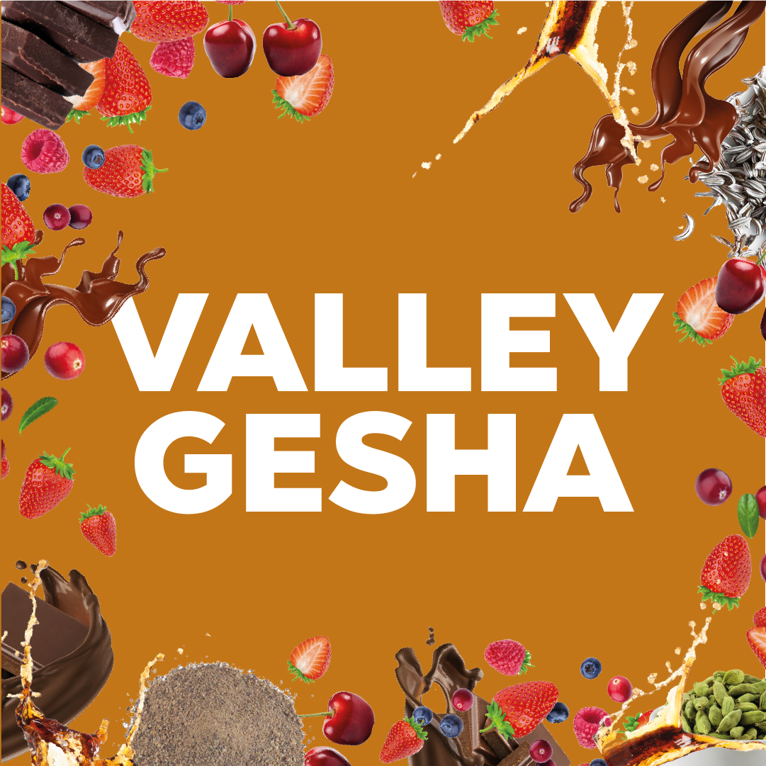 VALLEY GESHA - Forest Coffee 