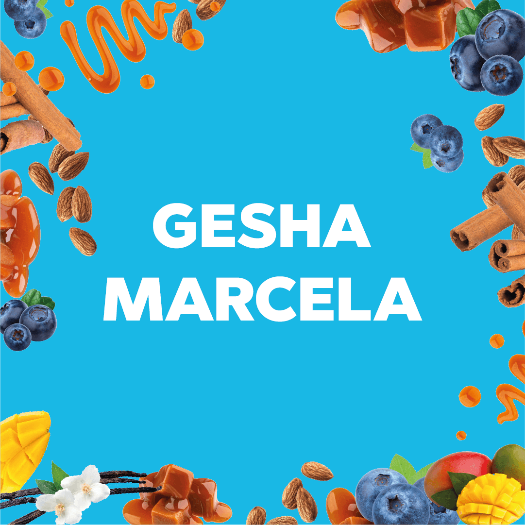GESHA MARCELA - Forest Coffee 