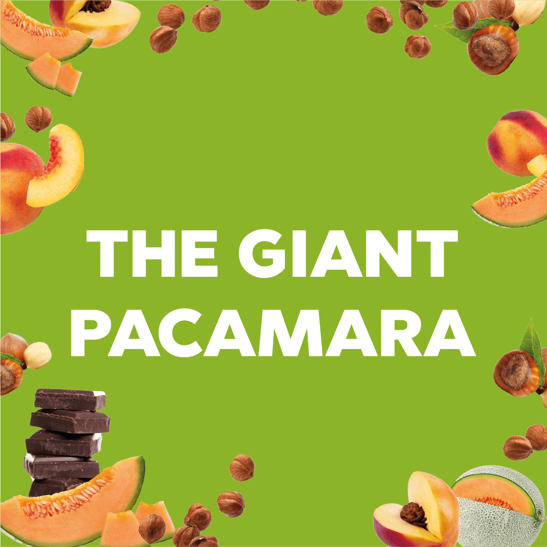 PACAMARA THE GIANT - Forest Coffee 